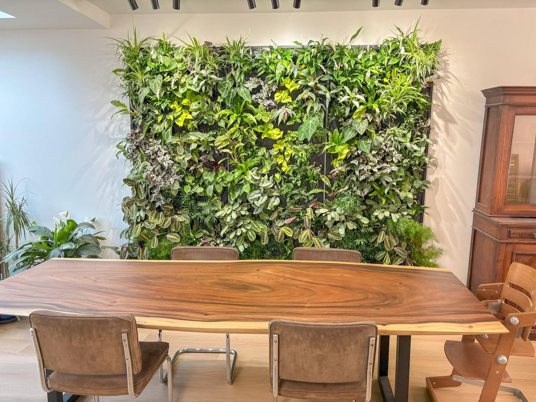 Plantwalls: Everything You Need to Know