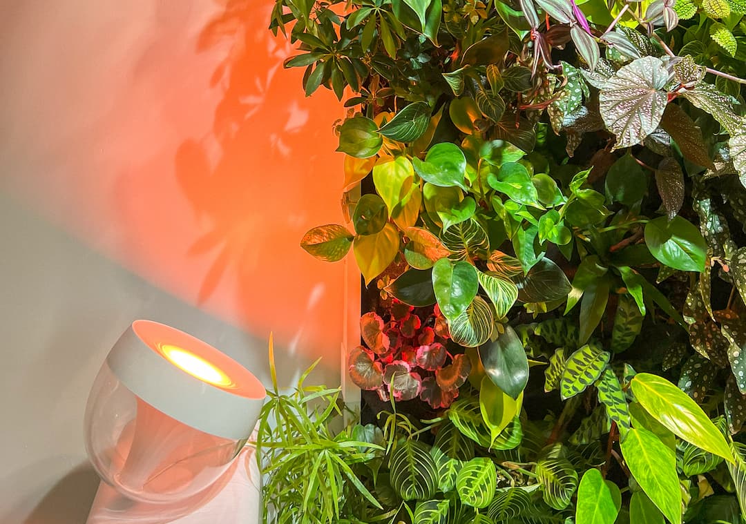 What are the costs of a living plant wall?