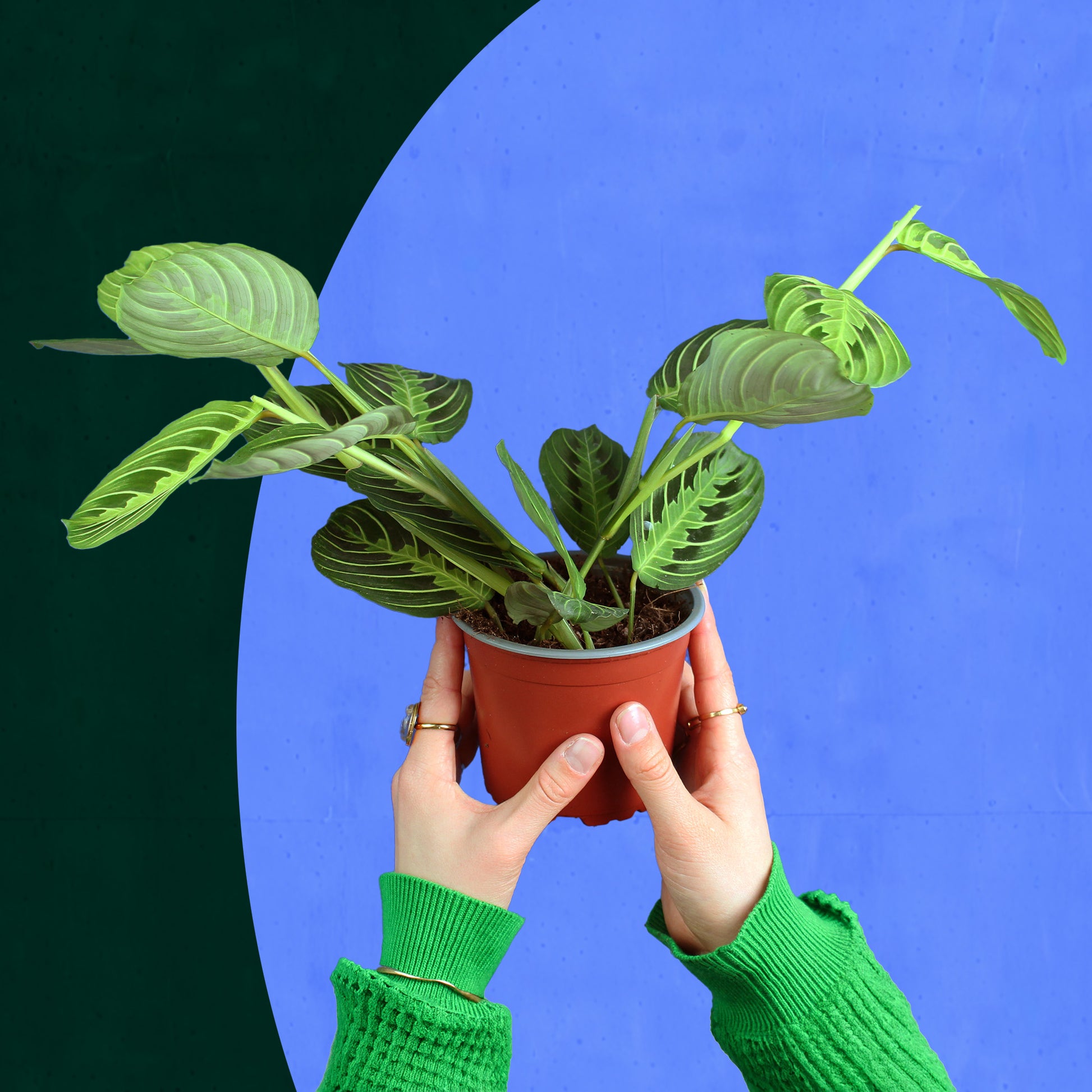 buy prayer plants Prayer plant – Billiwild