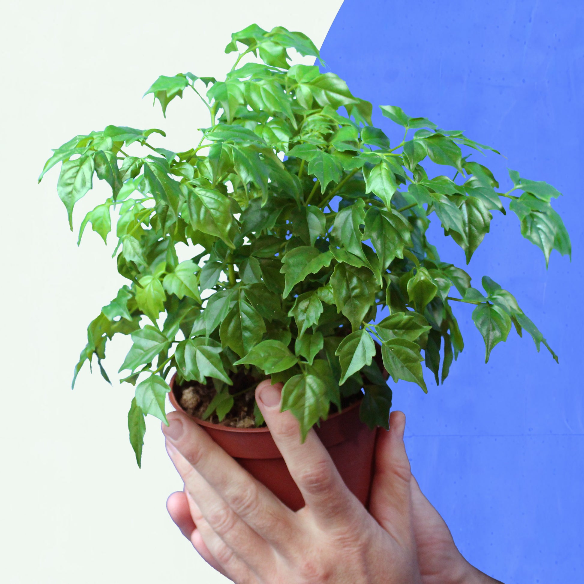 china doll house plant care China Doll – Billiwild