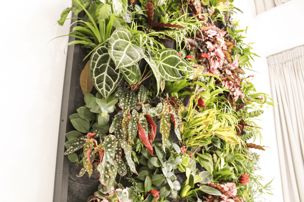 Close-up van een verticale tuin met bladplanten in groen en roze