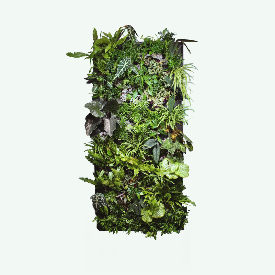Living Oasis Bali, een verticale tuin met planten
