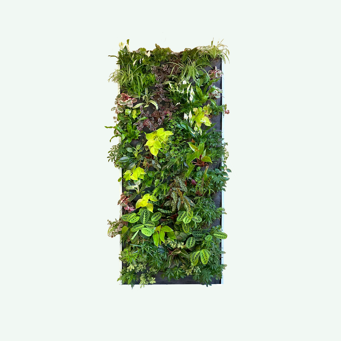 Living Oasis Fiji, een verticale tuin met planten