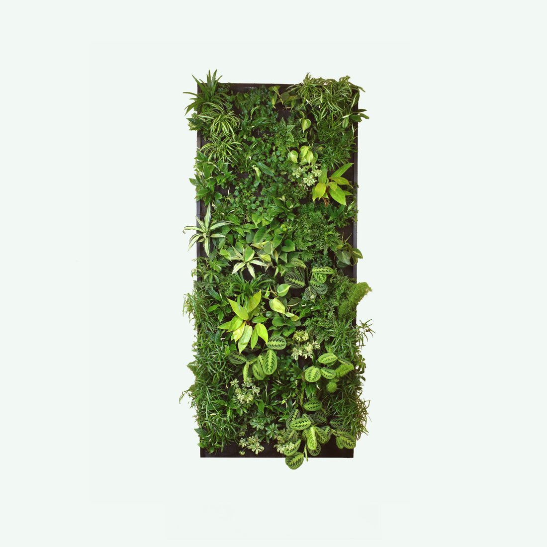 Living Oasis Maui, een verticale tuin met planten
